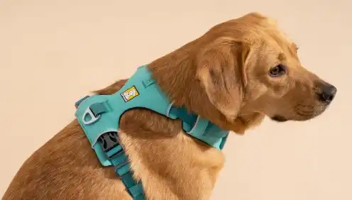 Global Dog Harness Market Sees Steady Growth Amid Rising Demand for Pet Safety and Comfort